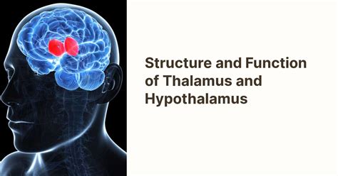 Structure and Function of Thalamus and Hypothalamus