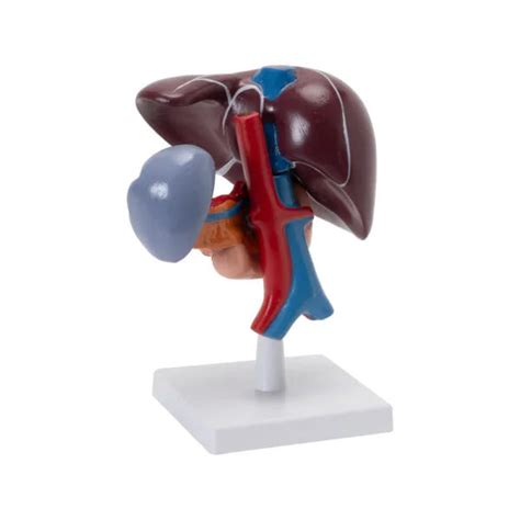Buy Liver Pancreas Duodenum Model – Advanced Anatomical Model for Lab