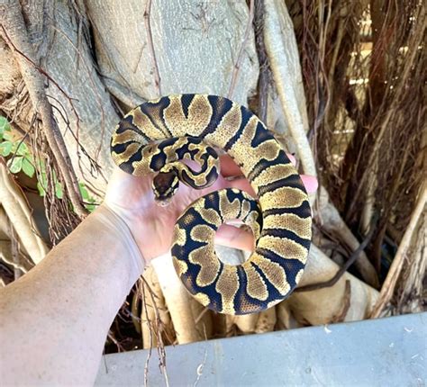 Image result for Super Zebra Ball Python