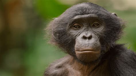 Image result for The Python Queens Episode 2