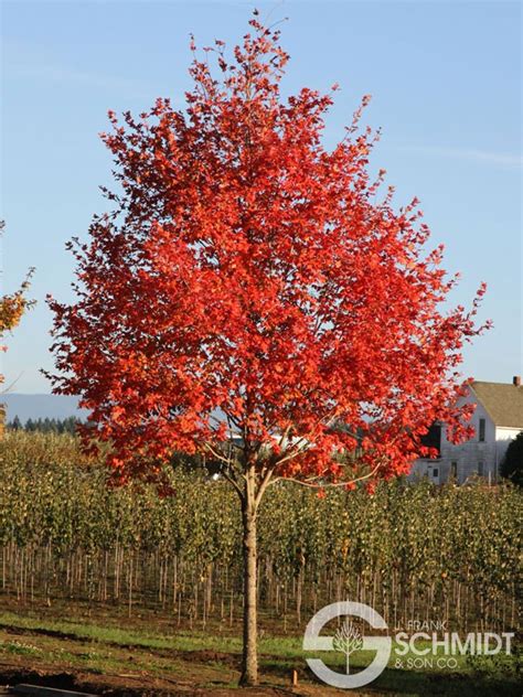 flashfire maple tree problems 的图像结果