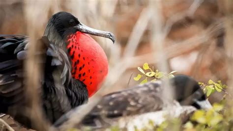 Image result for Alien Environemtn