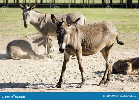 Breeding Donkeys