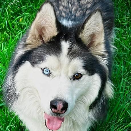 Amazon.in: Buy EPOMAKER LEOBOG Graywood V3 Switch Set, Linear Cearmy ...