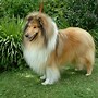 Image result for collies