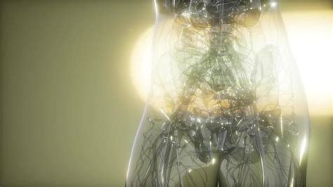 Animated Human Body 的图像结果