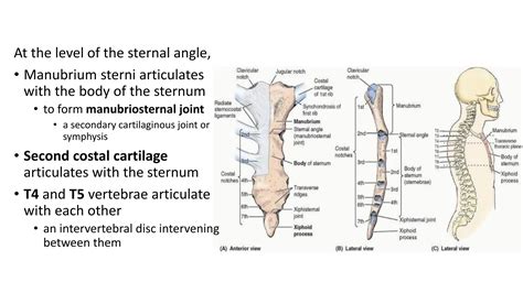 12_dEvents at Sternal Angle of Louis.pdf
