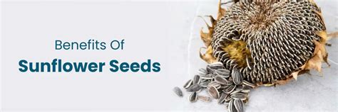Sunflower Seeds Benefits & Nutrition Facts