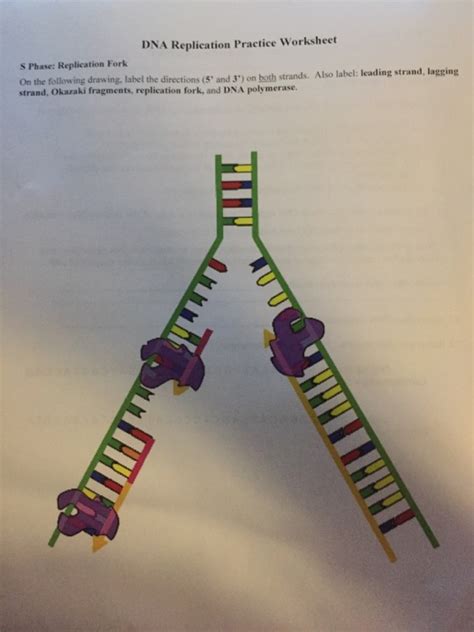 DNA Replication Steps 的图像结果