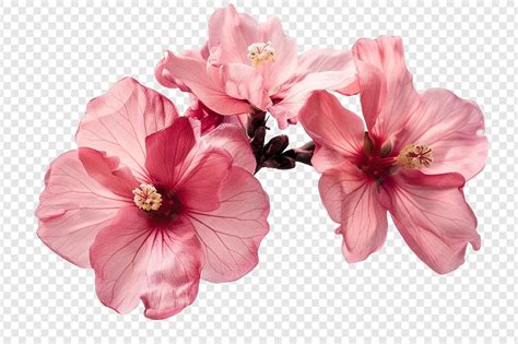 Premium PSD | Pink flowers isolated on transparent background