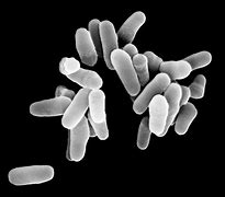 mycobacterium 的图像结果