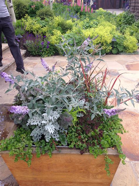 Best Perennial Plants For Pots