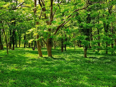 A constitutional foundation for an ecological civilization | Meer