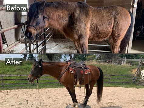 How To Recognize The Symptoms Of Equine Cushing's Disease (PPID) • Alternative Animal