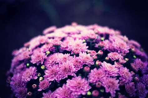 Chrysanthemum flowers Wallpaper 4K, Purple Flowers, Bokeh