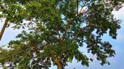 Exploding Tree Slow-Motion 的图像结果