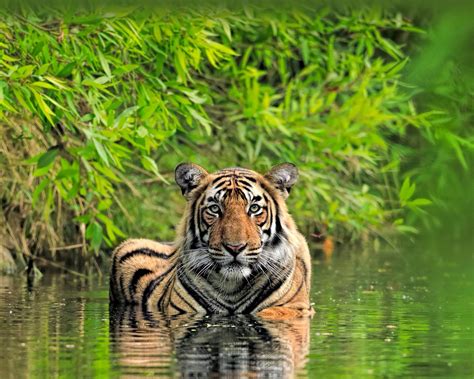 Bengal Tiger Bing Wallpaper 的图像结果