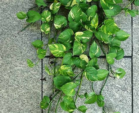 Here's How To Grow A Money Plant At Home | Herzindagi