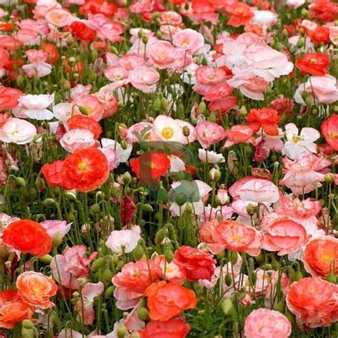 Indian Shirley Poppy Mix Seeds – Majestic Winter Blooms for Garden Beds ...