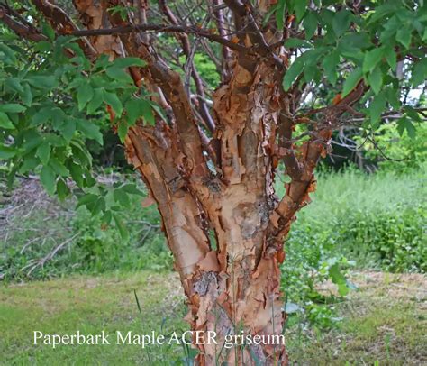Acer griseum dewinged - Hardwood - Paperbark Maple