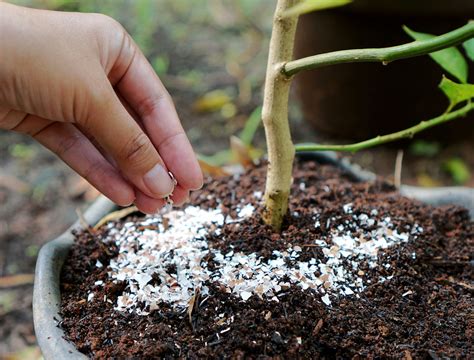 How To Make Homemade Cactus Soil - Backyard Boss