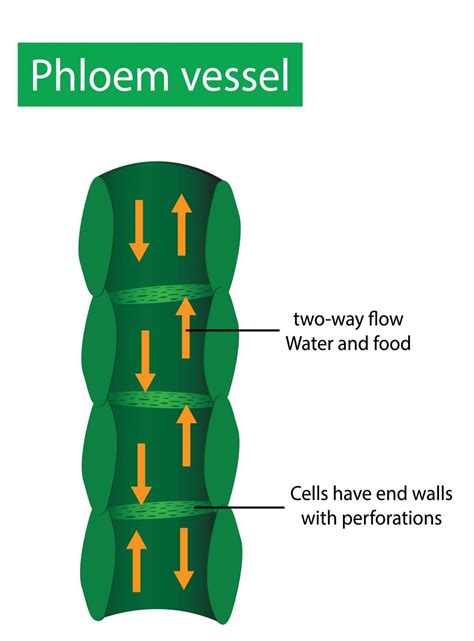 Xylem & Phloem — AQA GCSE Biology (Transport in Plants)