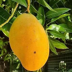 Alphonso Mango Plant Grafted | Alphonso (Hapoos) From Ratnagiri | Aam ...