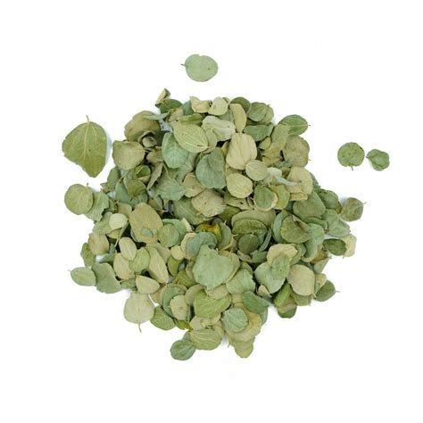 Ziziphus jujuba (Jujube) Leaves | Cultivators Natural