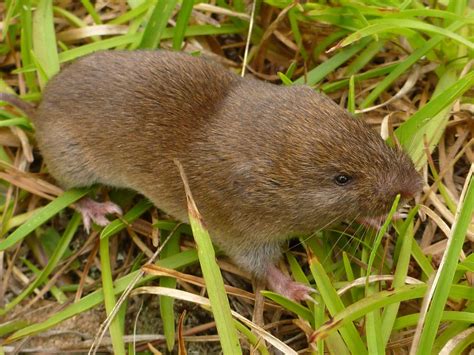 How To Get Rid Of Voles In Your Yard - My Besuited Home