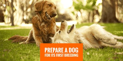 Image result for First Breeding Dogs