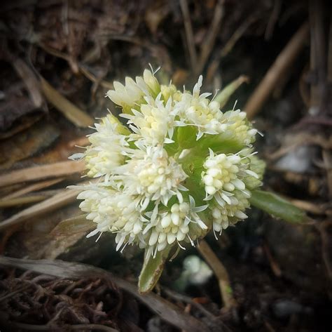 Herald Of Spring -1- by HowellJenkinsSama on DeviantArt