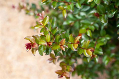 Image result for Red Thread Magic Carpe