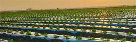 Agriplast Ginegar Hole Mulch - Precision Punch Holes for Weed-Free Farming