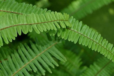Image result for Standardizing a Normal Random Variable