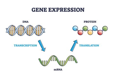 Mrna Structure And Function ClinMed International Library