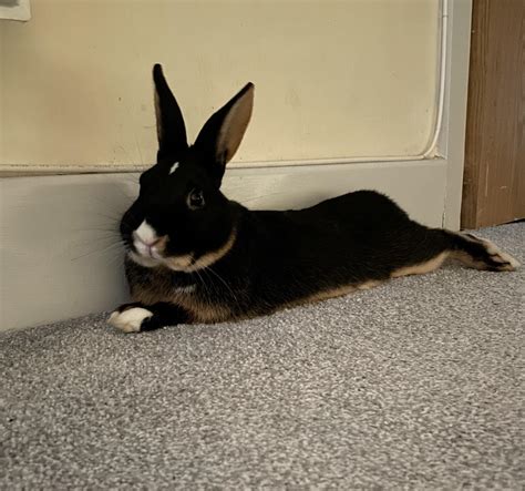 Silver Marten Rabbit