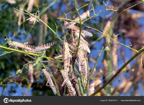 Locusts Eating