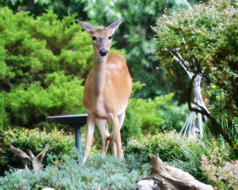 4 Deer-Resistant Plants for Your Garden