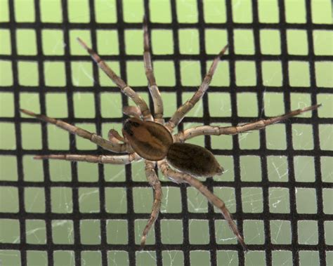 Baby Brown Recluse! Please note, Brown Recluses WILL NOT KILL YOU ...