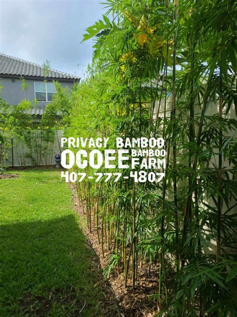 How to Install Privacy Fence Screening 的图像结果