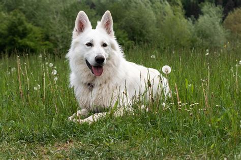 How Intelligent Is A White Swiss Shepherd Dog