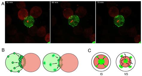 HIV-1 Virological Synapse: Live Imaging of Transmission