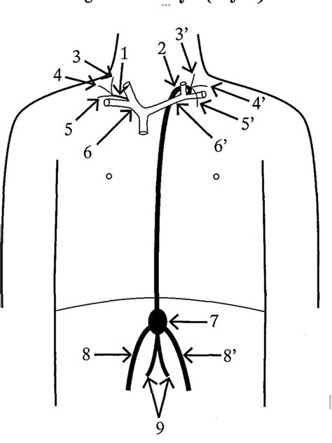 Image result for Lymph Trunk Function