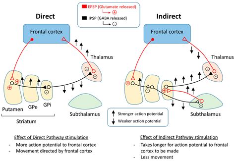 Levodopa-Induced Dyskinesia in Parkinson’s Disease: Pathogenesis and Emerging Treatment Strategies - mechanism of parkinson's disease