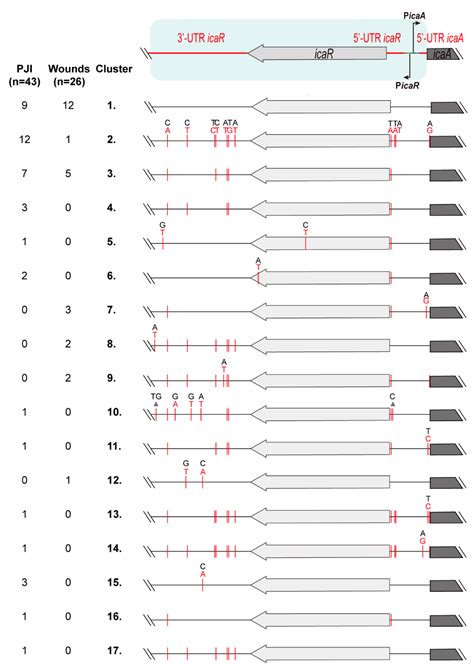 Experimental Polymorphism Survey in Intergenic Regions of the icaADBCR ...