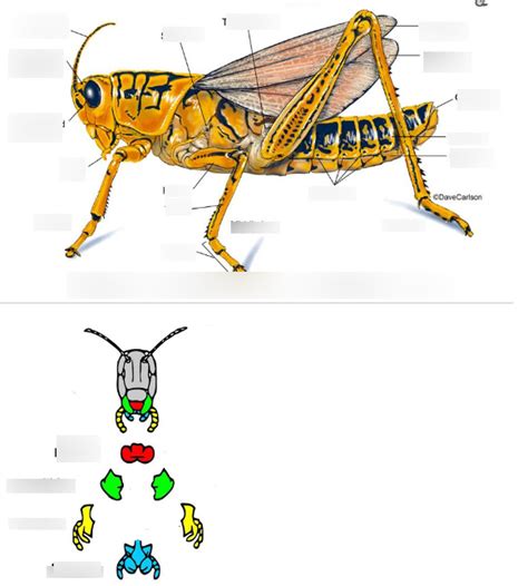 Image result for Class Insecta