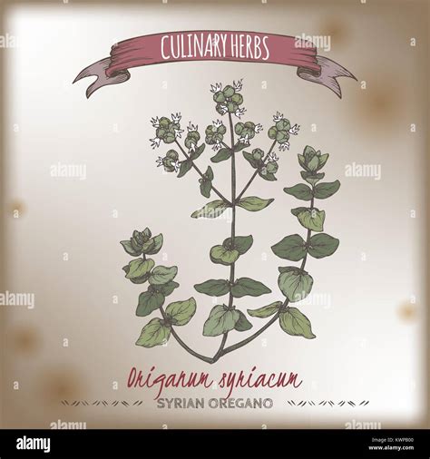 Syrian oregano aka bible hyssop, Origanum syriacum, color hand drawn ...