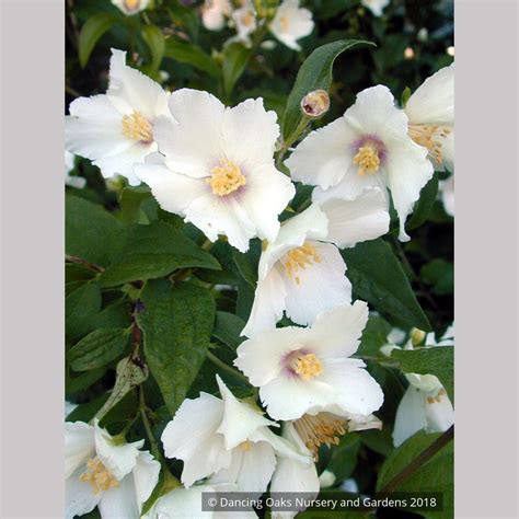 Philadelphus 'Belle Etoile', Mock Orange – Dancing Oaks Nursery and Gardens