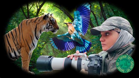 Ranthambore National Park: A safari guide's tips on the best time to ...