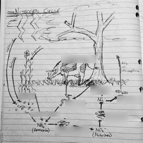 Diagram of Nitrogen cycle - processes | Quizlet
